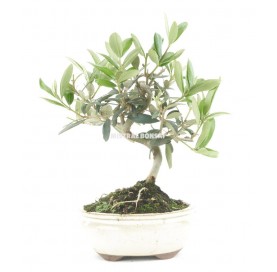 Olea europaea. Bonsai 7 Jahre. Olivenbaum