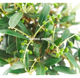 Olea europaea. Bonsai 7 years. Olive tree.