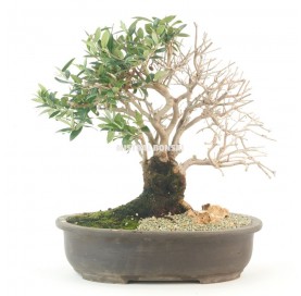 Bonsai-Exemplar Olea europea 40 Jahre alt
