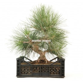 Pinus thunbergii. Prebonsái 23 años. Pino negro japonés