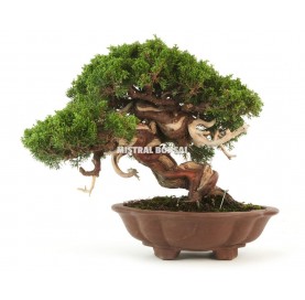Bonsai-Exemplar Juniperus chinensis itoigawa 58 Jahre alt