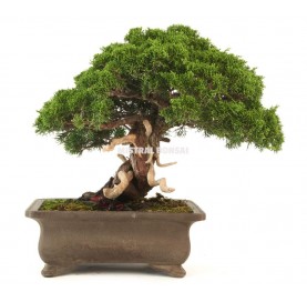 Bonsai-Exemplar Juniperus chinensis 41 Jahre alt