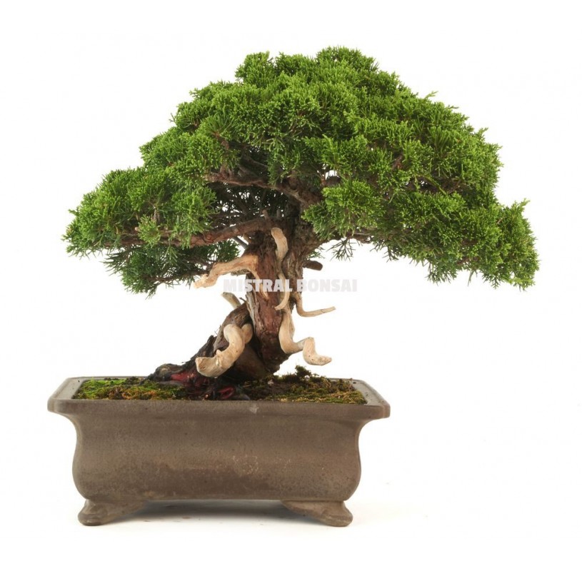 Bonsaï exemplaire Juniperus chinensis de 39 ans