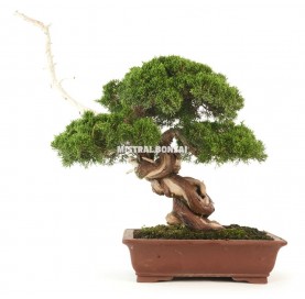 Bonsaï Juniperus chinensis de 59 ans.