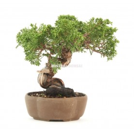 Bonsái ejemplar Juniperus chinensis de 34 años
