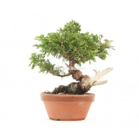 Bonsai-Exemplar Juniperus chinensis 29 Jahre alt