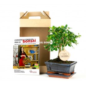 Gift pack: Bonsai 5 years with gift box and spanish guide