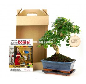Acer palmatum deshojo. Bonsai 9 years. Japanese Red Maple.