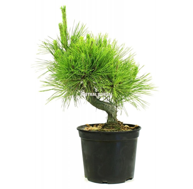 Pinus Thunbergii Prebonsai Years Pine Mistral Bonsai