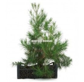 Pinus halepensis. Prebonsaï 25 Ans. Pin d'Alep ou Pin blanc. 