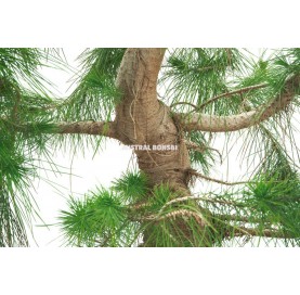 Pinus halepensis. Prebonsaï 29 Ans. Pin d'Alep ou Pin blanc. 
