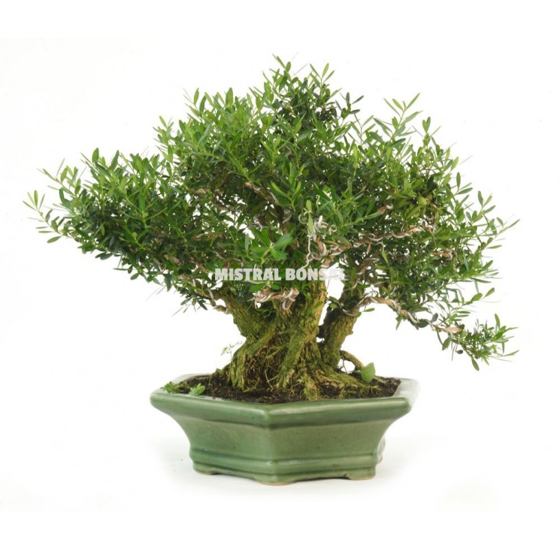 Buxus Sp Bonsai Years Boxwood Outdoor Mistral Bonsai