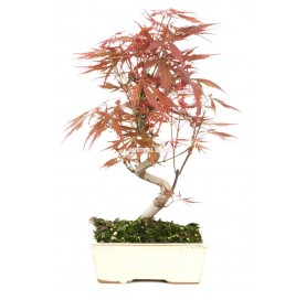 Acer palmatum...