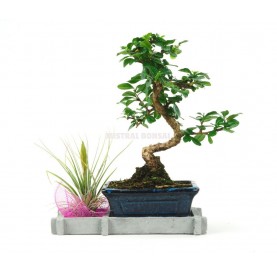 Indoor bonsai 6 years Nature Lover kit