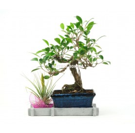 Indoor bonsai 6 years Nature Lover kit