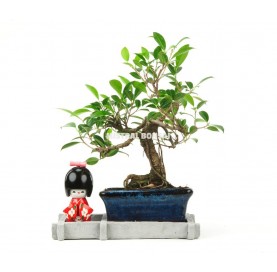 Kit bonsaï d'intérieur 6 ans Nature Lover