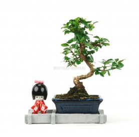 Acer palmatum deshojo. Bonsai 9 years. Japanese Red Maple. 