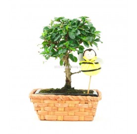 Indoor bonsai 6 years Kokeshi kit