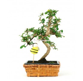 Indoor bonsai 5 years Maya kit