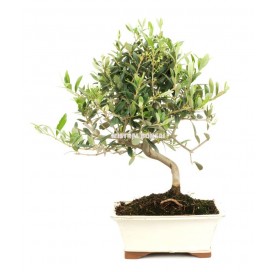 Olea europaea. Bonsai 10 Jahre. Olivenbaum