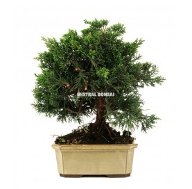 Juniperus chinensis kyushu. Bonsai 15 Jahre. Chinesischer Wacholder.