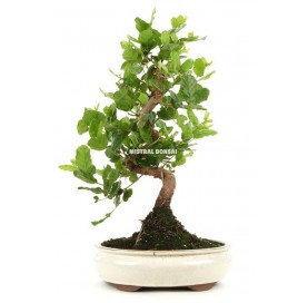 Quercus sp. Bonsai 14...