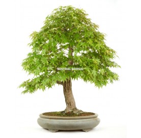 Bonsai-Exemplar Acer palmatum yammamomomiji 59 Jahre alt
