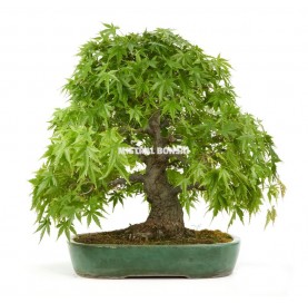 Bonsai Specimen Acer palmatum 43 years. Japanese Maple.