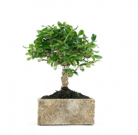 Indoor bonsai 5 years Deco Natural Collection