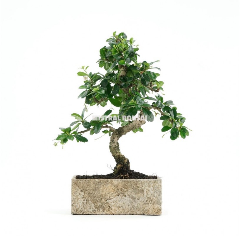 Estuche MISTRAL BONSAI (con contenido)