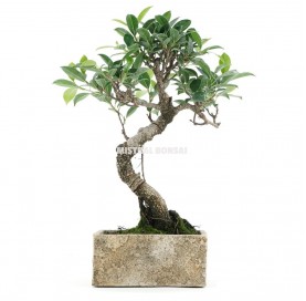 Indoor bonsai 6 years Deco Natural Collection