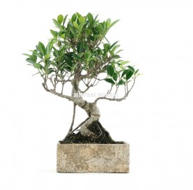 Indoor bonsai 8 years Deco Natural Collection