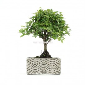Bonsaï intérieur 5 ans collection Deco Orientale