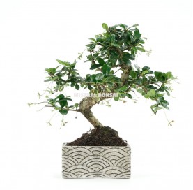 Indoor bonsai 6 years Deco Oriental Collection