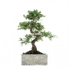 Indoor bonsai 8 years Deco Oriental Collection