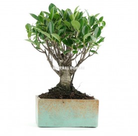 Indoor bonsai 5 years Deco Style Collection