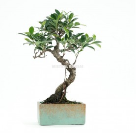 Indoor bonsai 6 years Deco Style Collection