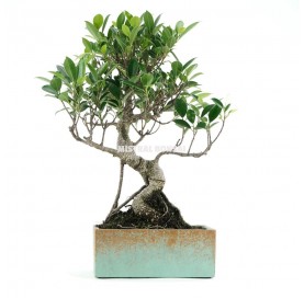 Indoor bonsai 8 years Deco Style Collection