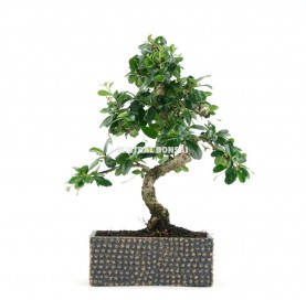 Acer palmatum deshojo. Bonsái 9 años. Arce japonés palmeado