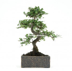 Interior bonsai 8 years Deco Art Collection