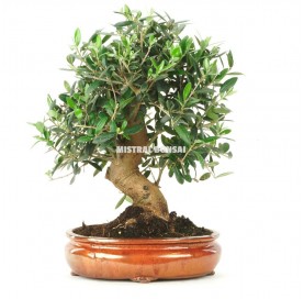 Olea europaea. Bonsai 15 Jahre. Olivenbaum
