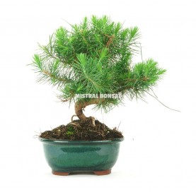 Pinus halepensis. Bonsái 7...