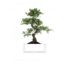 Interior bonsai 5 years Deco Art Collection