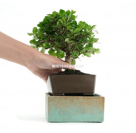 Indoor bonsai 8 years Deco Style Collection