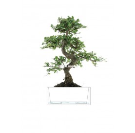 Indoor bonsai 8 years Deco Style Collection