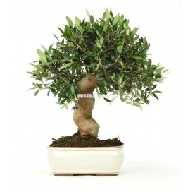 Olea europaea. Bonsai 18 Jahre. Olivenbaum.