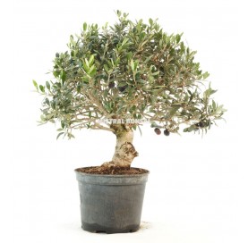 Olea europaea. Prebonsai 12 Jahre. Olivenbaum