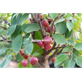 Malus sp. Pre-bonsai 22 years in growing box. Crabapple or Appletree.