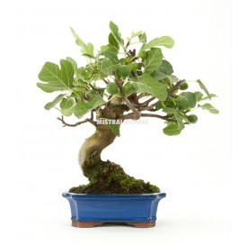 Ficus carica. Bonsai 14 Jahre. Feigenbaum.
