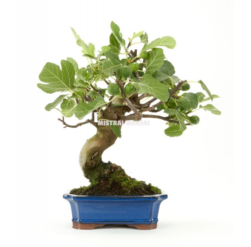 Plateau plastique 28x20 cm, Arrosage bonsaï